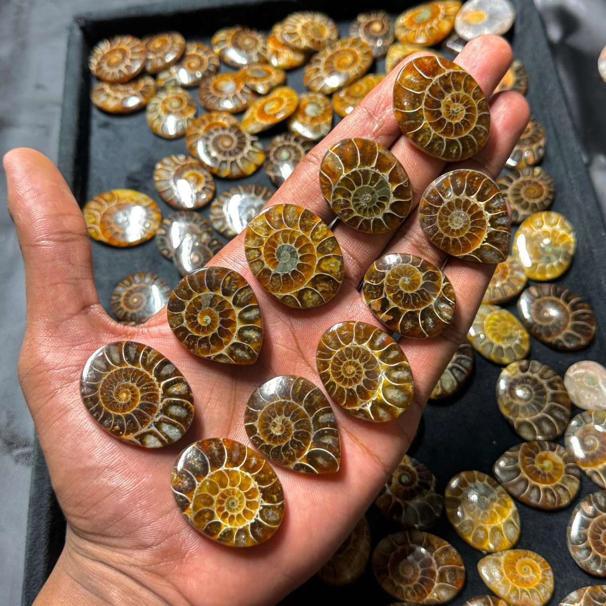 Ammonite Levigata — Categoria A - foto 1