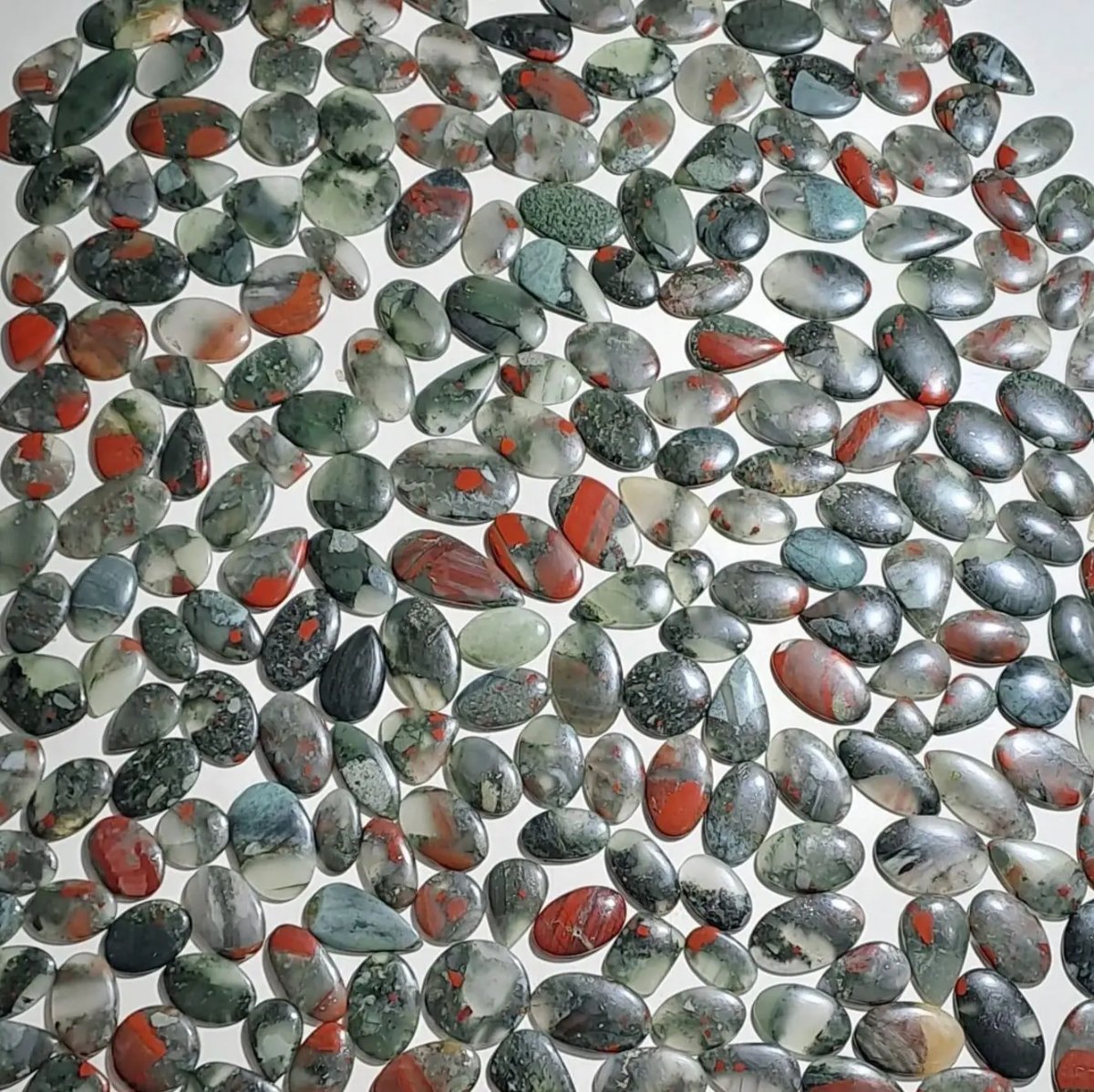 Eliotropio Africano — Categoria A - foto 1